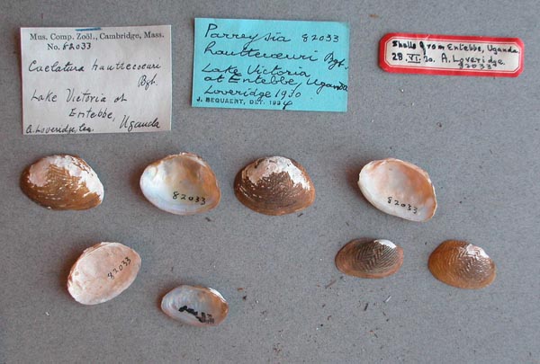 specimen