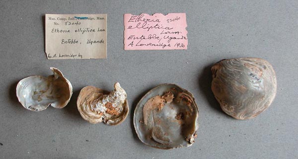 specimen