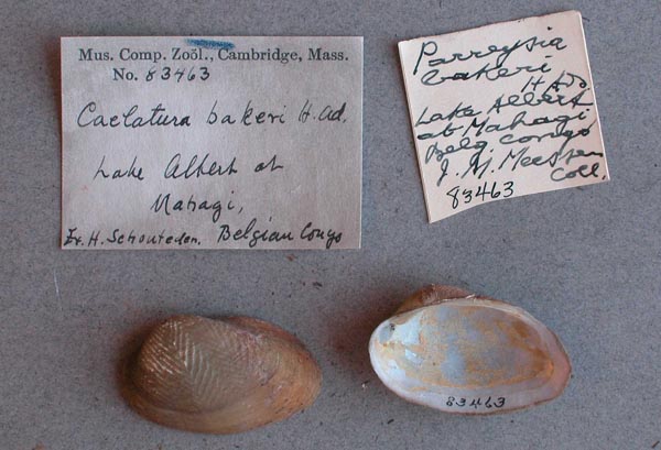 specimen
