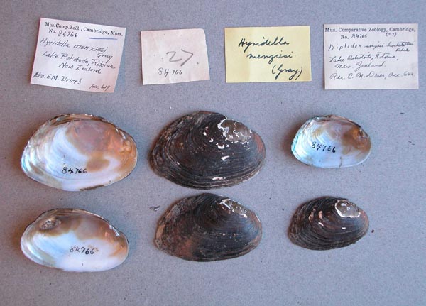 specimen