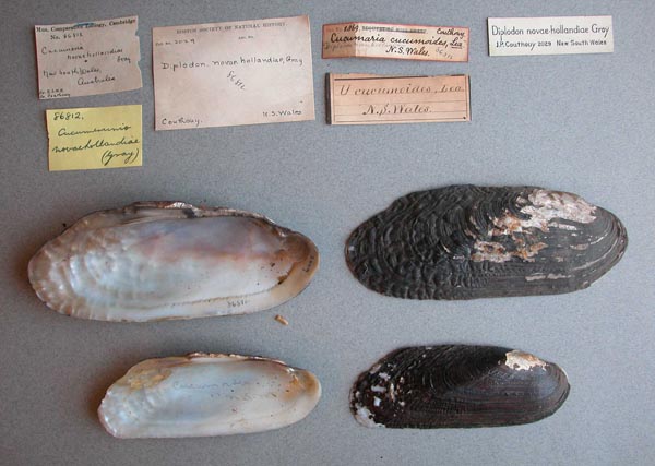 specimen