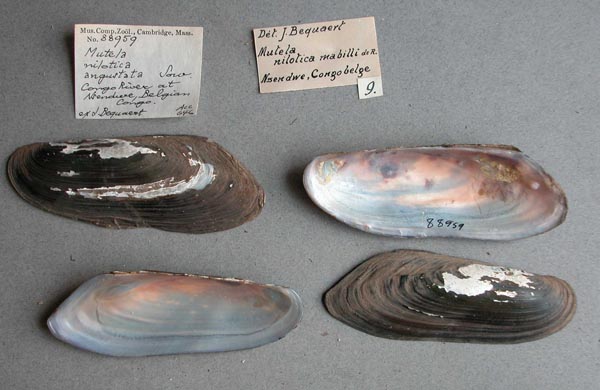 specimen