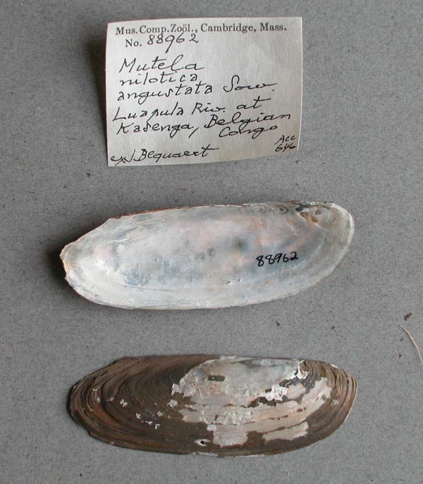 specimen
