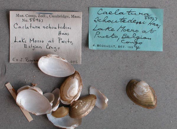 specimen