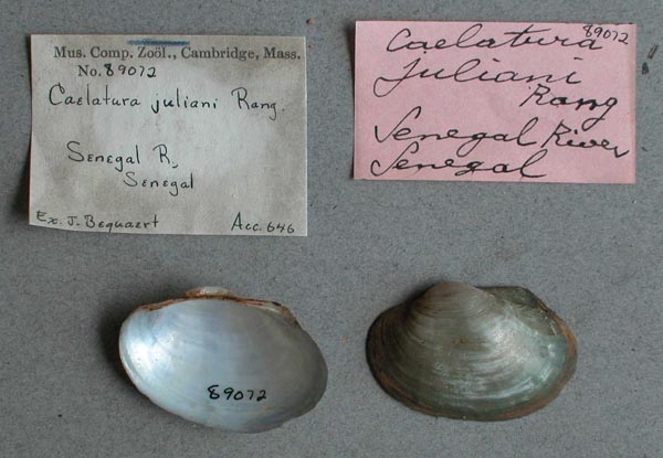 specimen