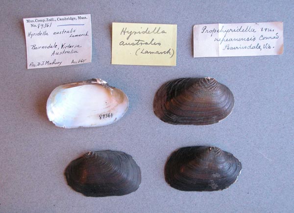 specimen