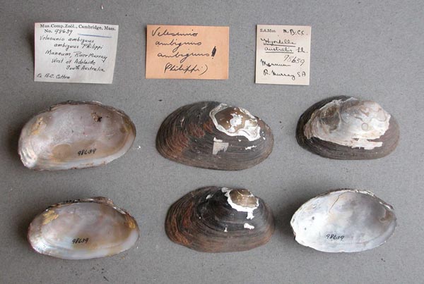 specimen