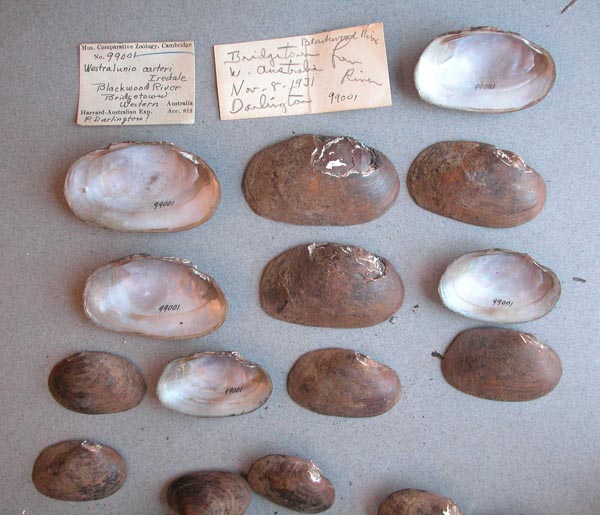 specimen