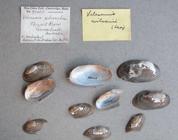 specimen