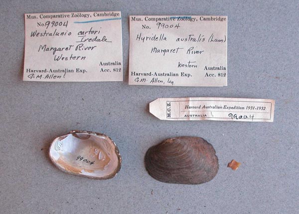 specimen