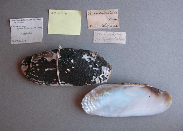 specimen