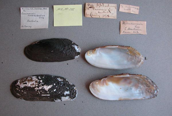 specimen