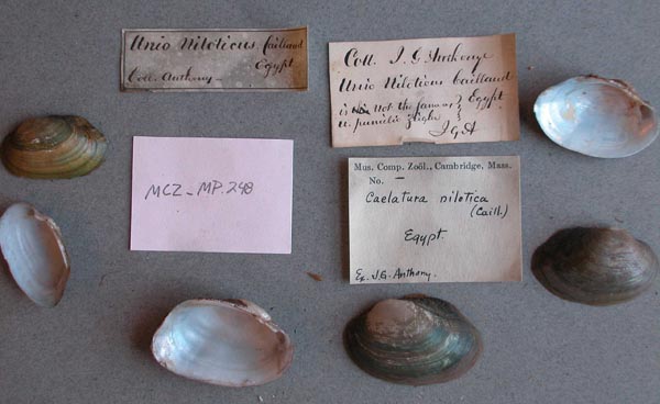 specimen