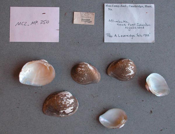 specimen