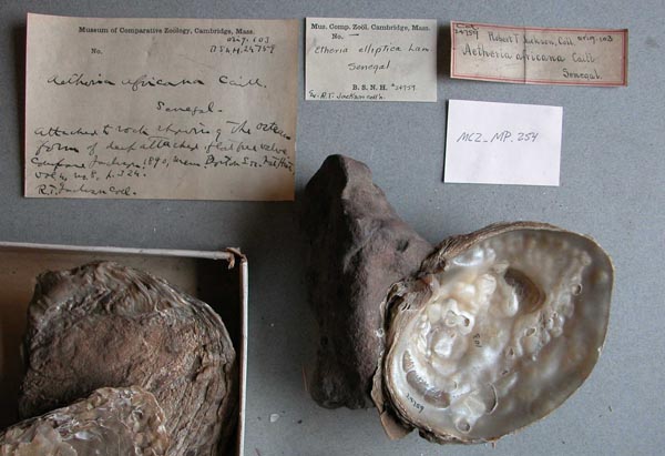 specimen