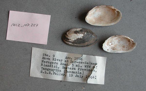 specimen