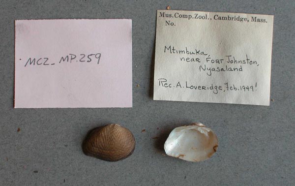 specimen