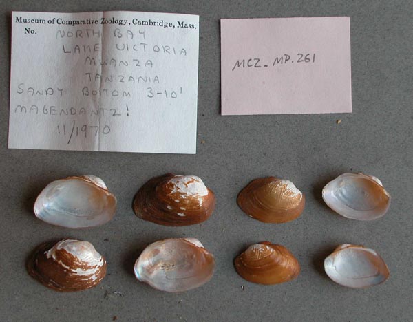 specimen