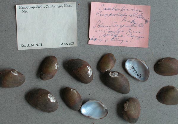 specimen