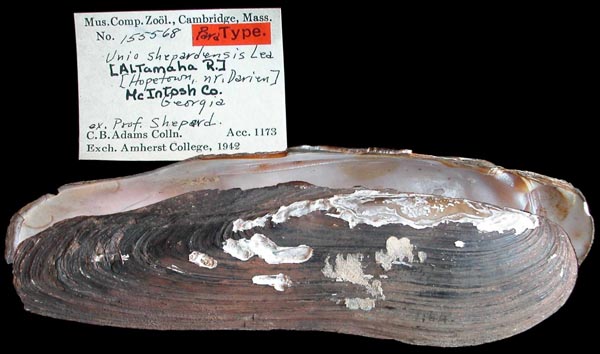 specimen