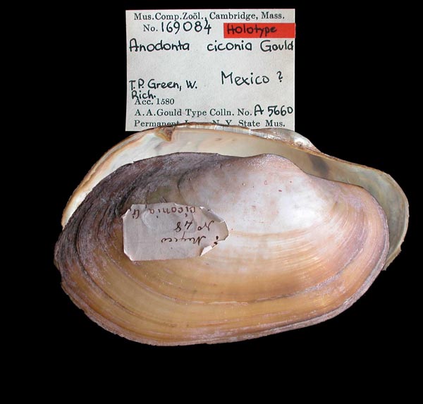 specimen