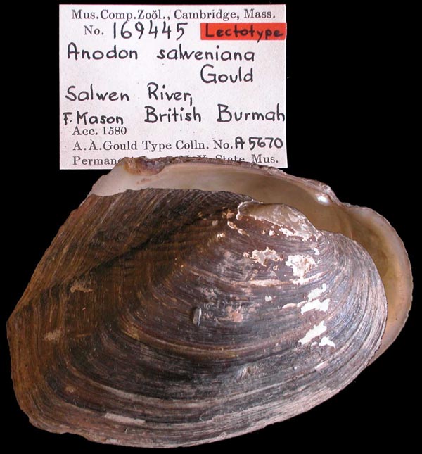 specimen