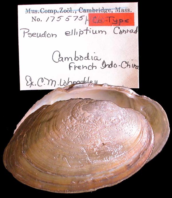 specimen