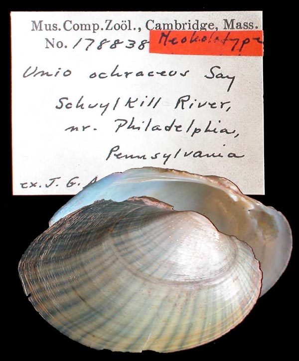 specimen