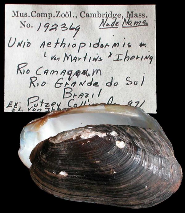 specimen