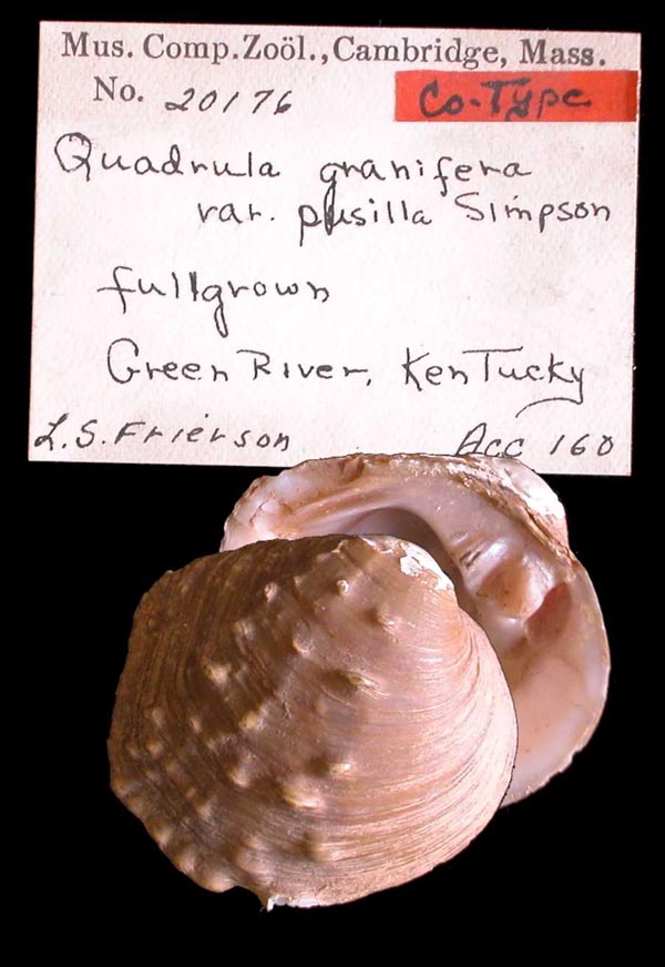 specimen