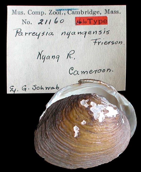 specimen