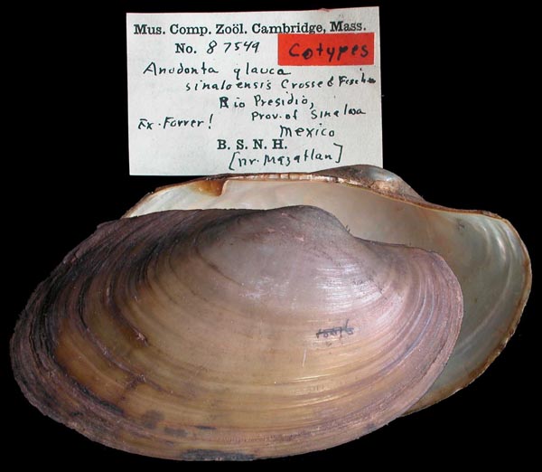 specimen