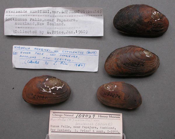 specimen