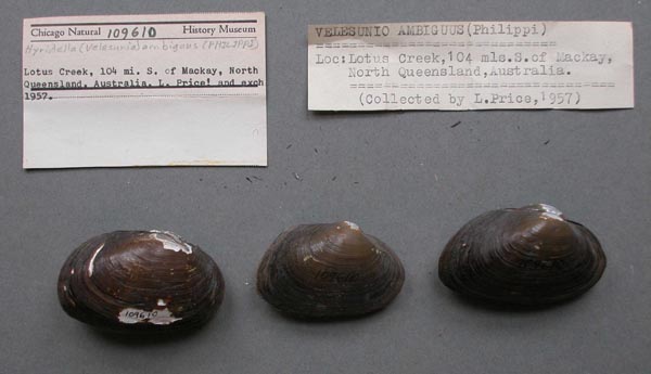 specimen