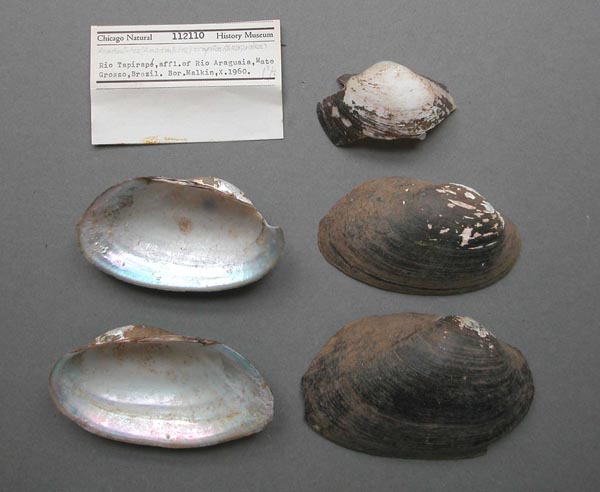 specimen