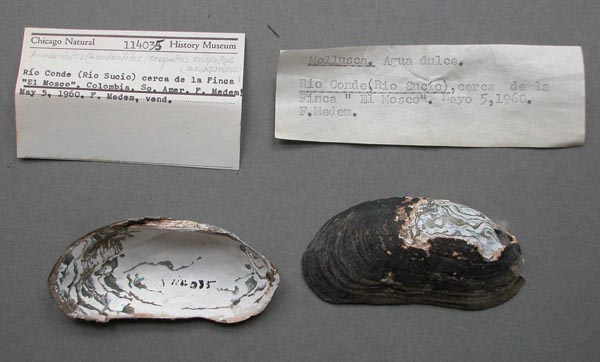specimen