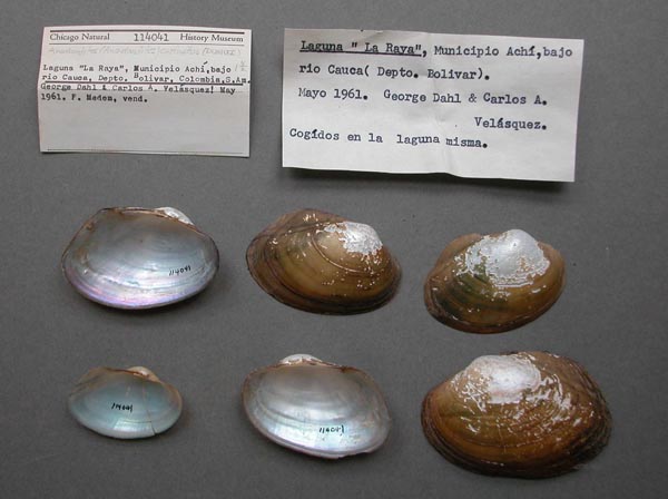 specimen