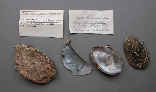 specimen