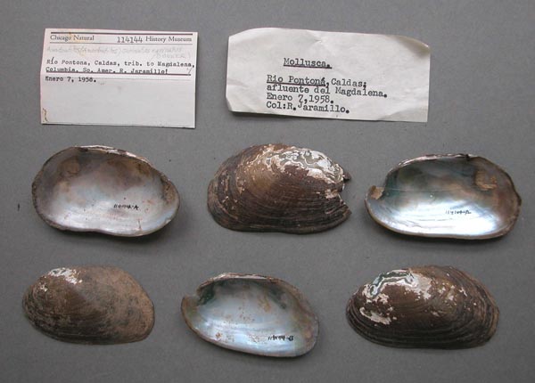 specimen