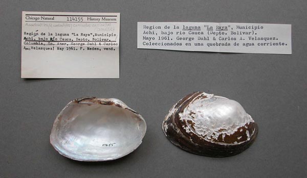 specimen