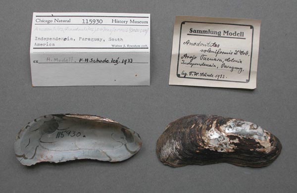 specimen