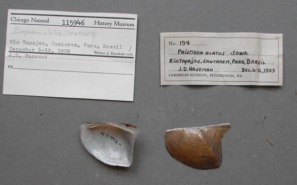 specimen