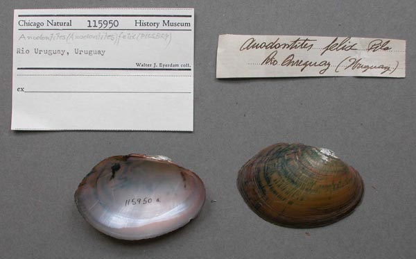 specimen