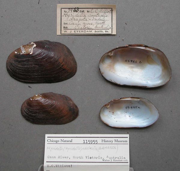 specimen