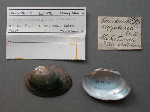 specimen