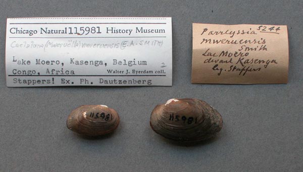 specimen