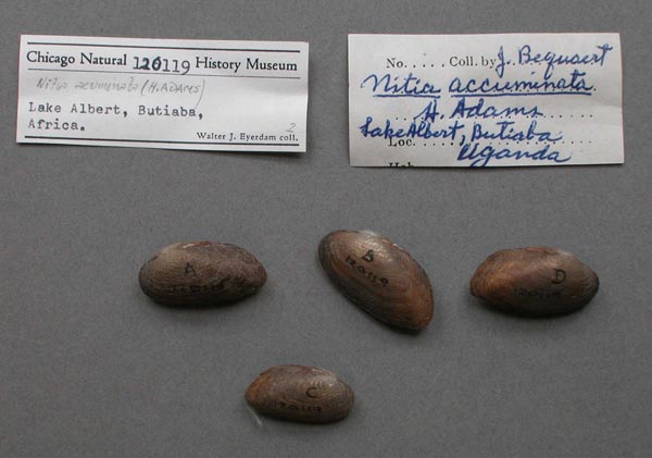 specimen