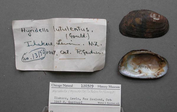 specimen