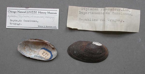 specimen