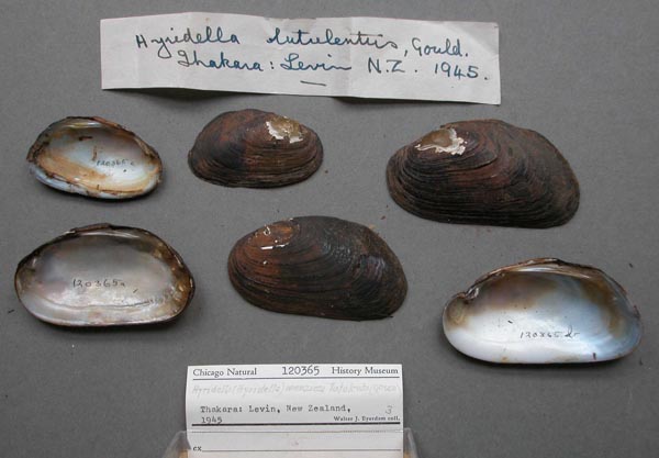 specimen